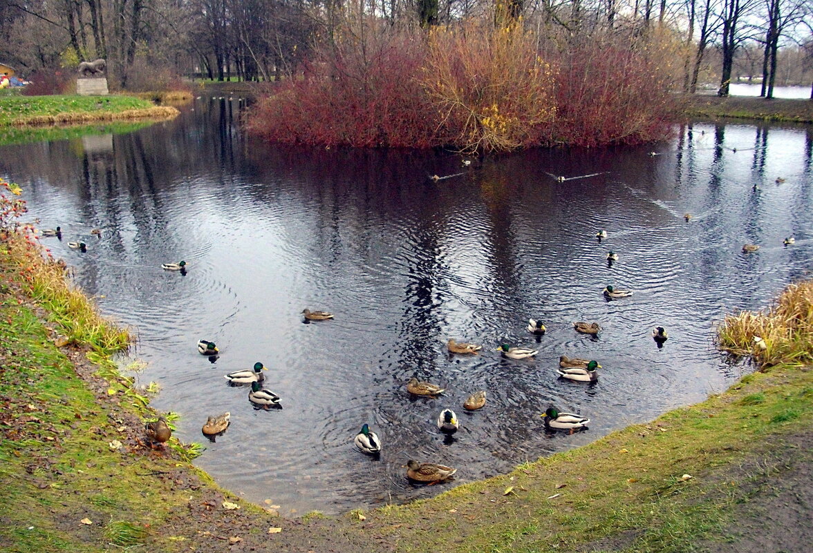 Утки ждут еду на парковом пруду ☺ - Лия ☼