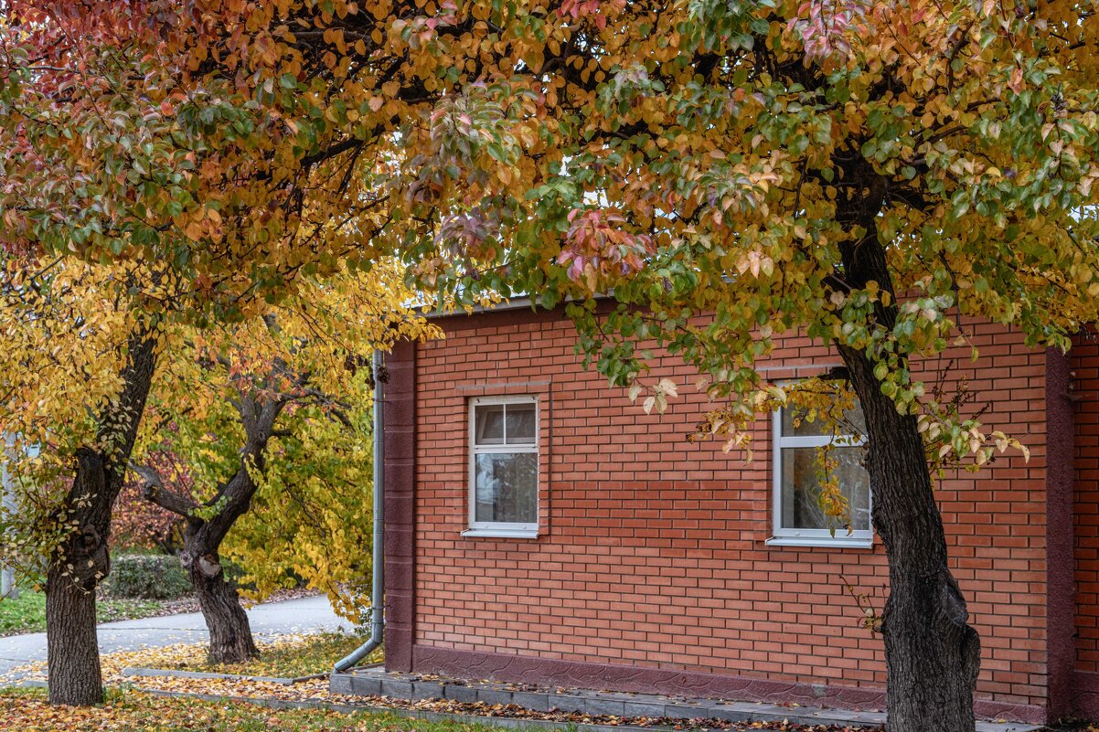 Красочное увядание листвы на деревьях вокруг дома у дороги - Константин Бобинский