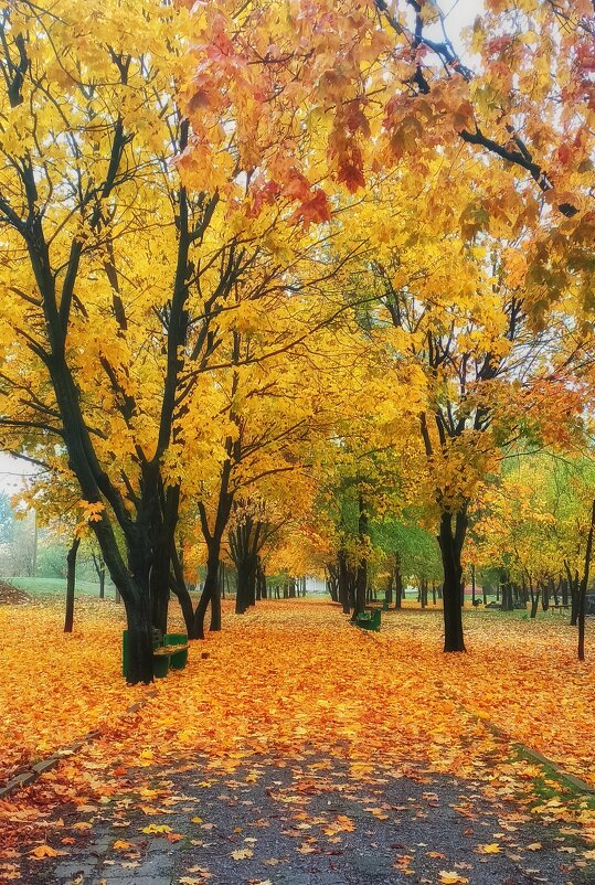 Осень в парке - Наталья Исиченко 