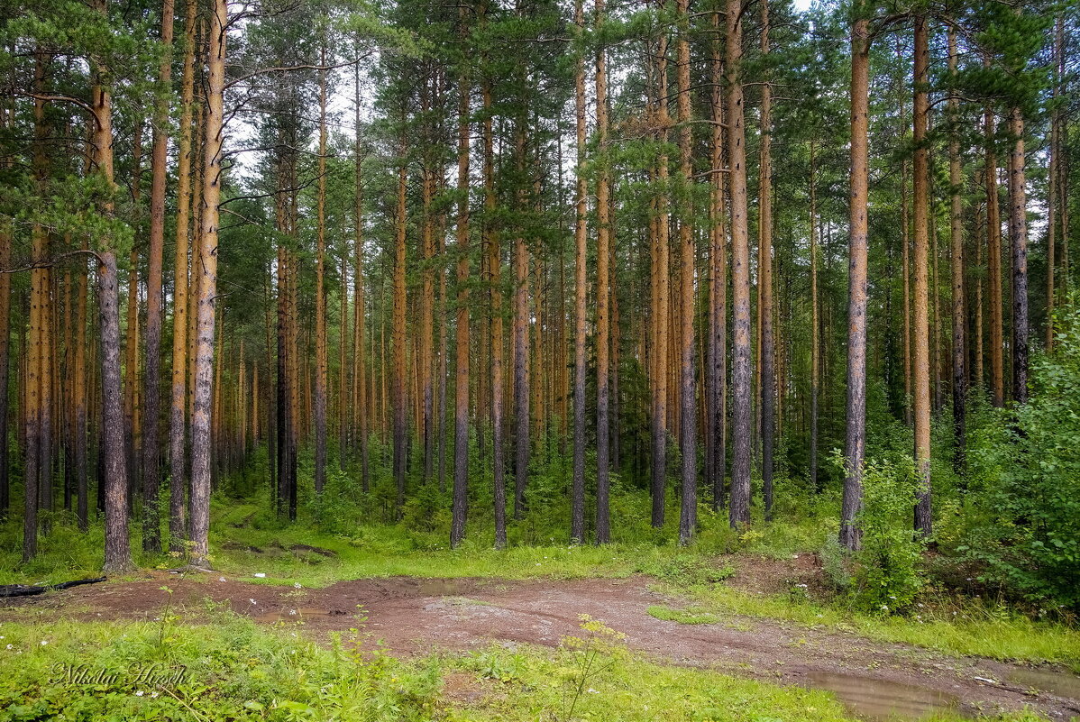 Сосновый лес - Николай Гирш