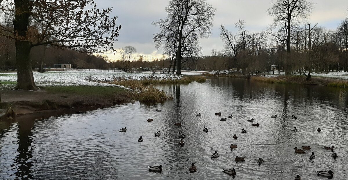 Царское Село. Ноябрь - Наталья Герасимова