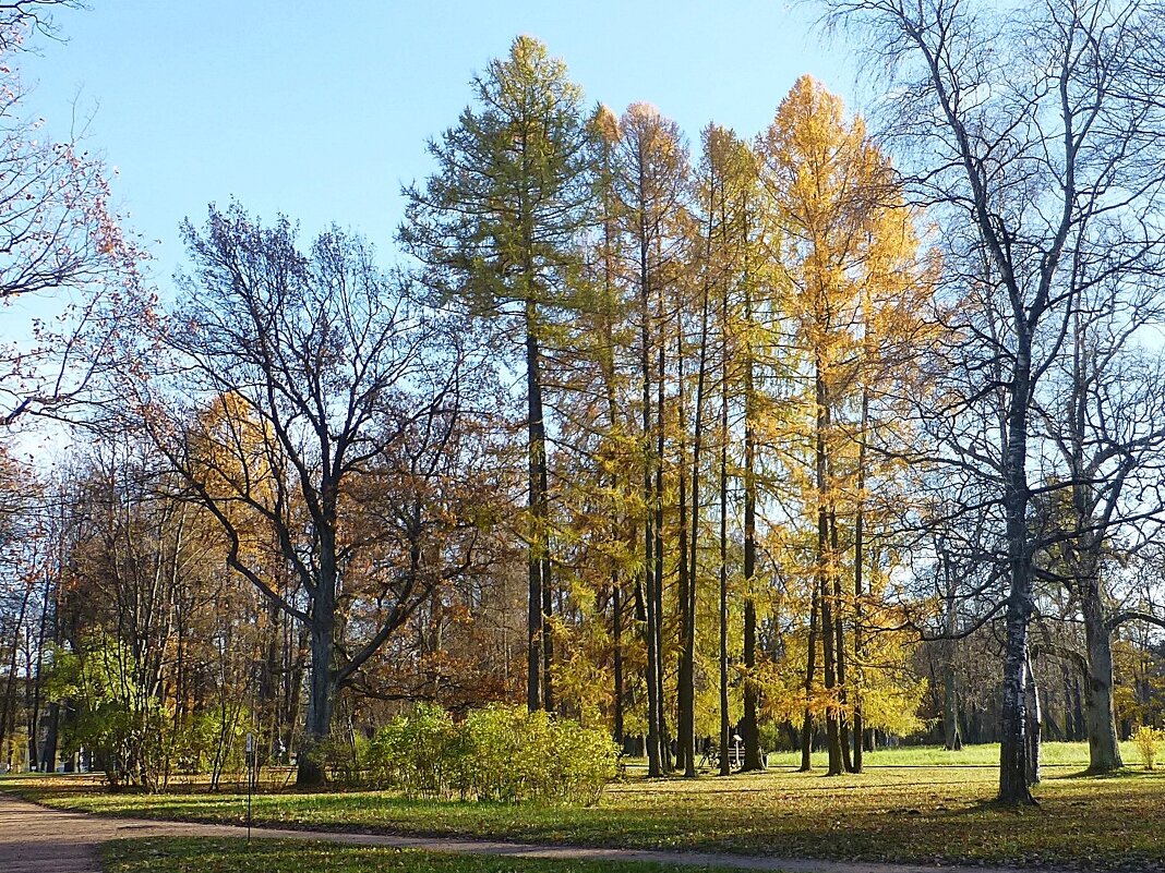 Осень в Александровском парке - Лидия Бусурина
