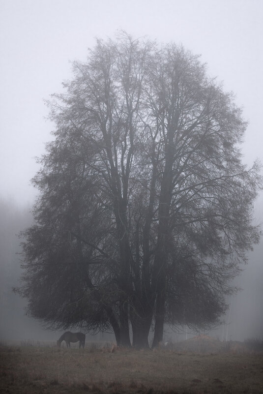 Ёжик в тумане - Egor 