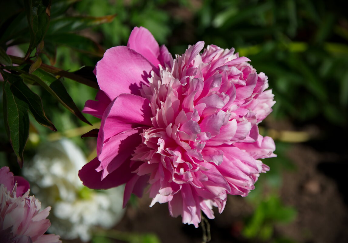 Розовый пион - lady v.ekaterina