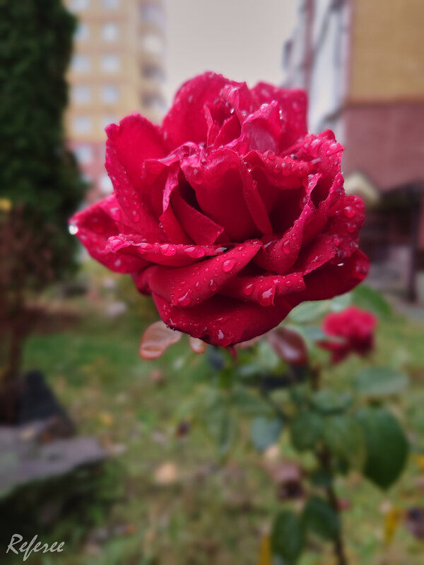 Запоздалая осенняя роза.... - Referee (Дмитрий)