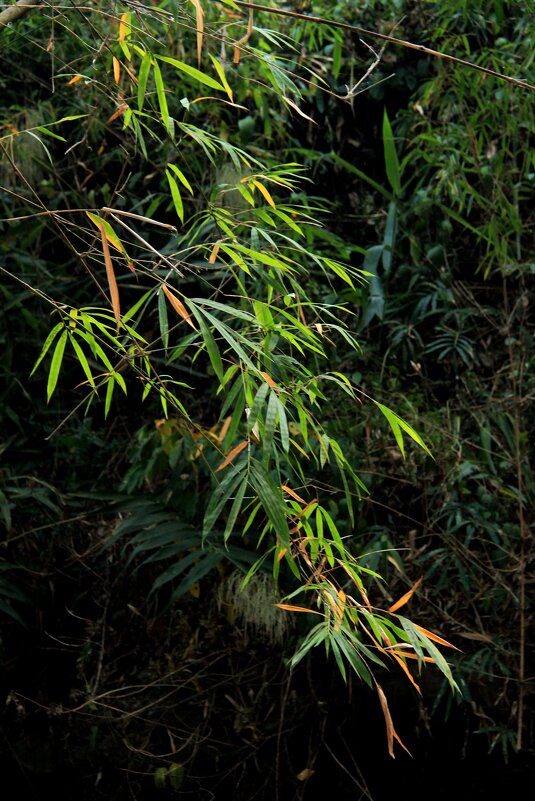 Ветка бамбука - Любовь 