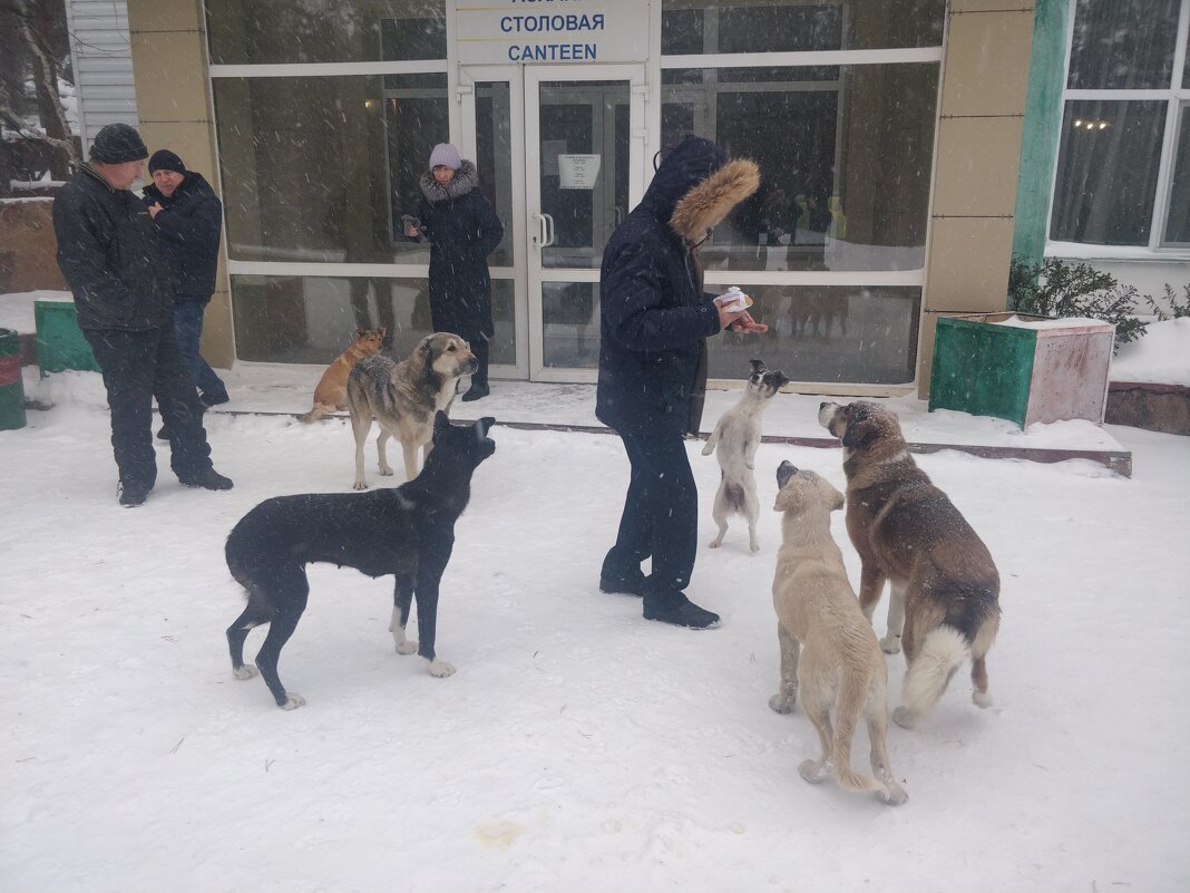 Бездомные собаки.Каркаралинск - Андрей Хлопонин