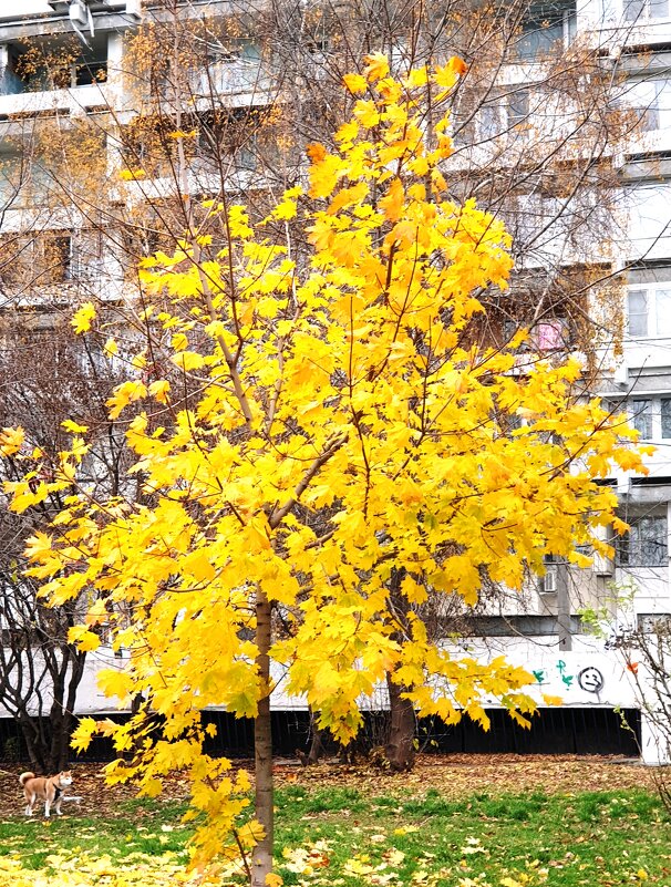 Поздняя осень в Чертанове, Москва - ГЕНРИХ 