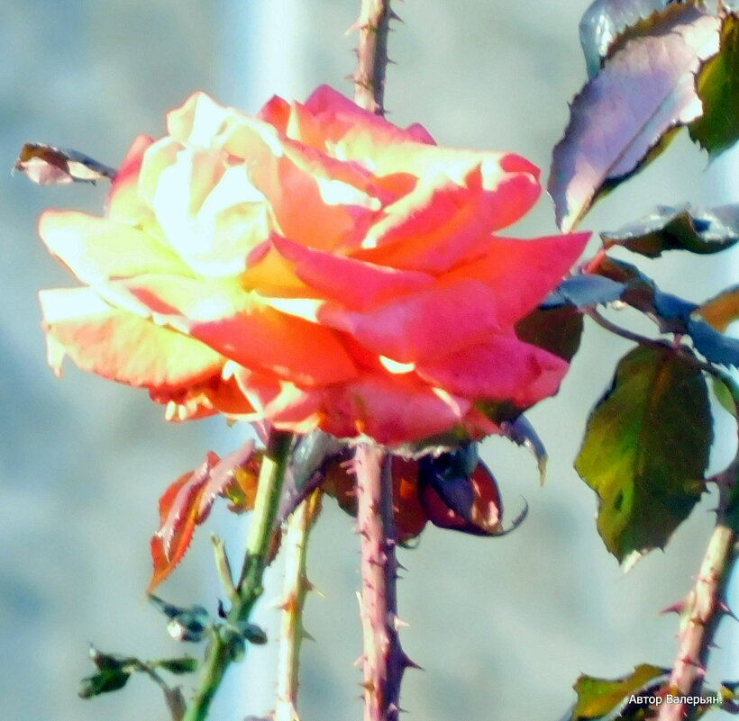 Роза - в лучах утреннего солнца. - Валерьян Запорожченко