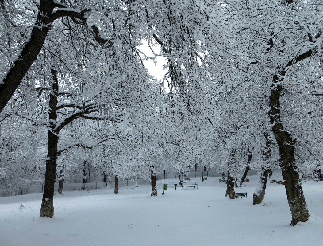 Зимний парк - Наталья (D.Nat@lia)