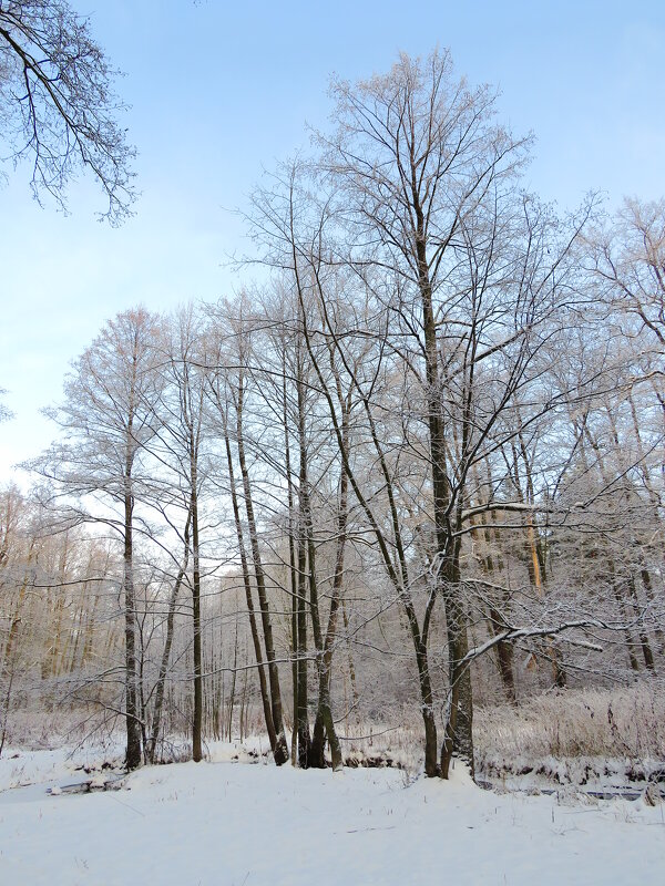 Солнечный морозный день - Андрей Снегерёв