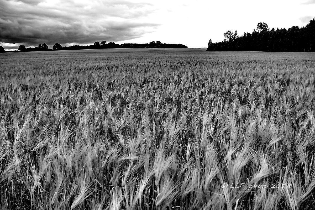 Пшеничное поле - Liudmila LLF