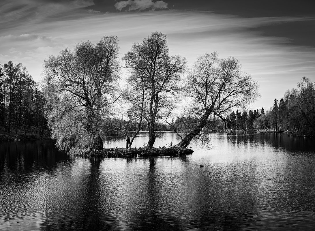 Осень на озере в оттенках серого. - Vladimir Kraft