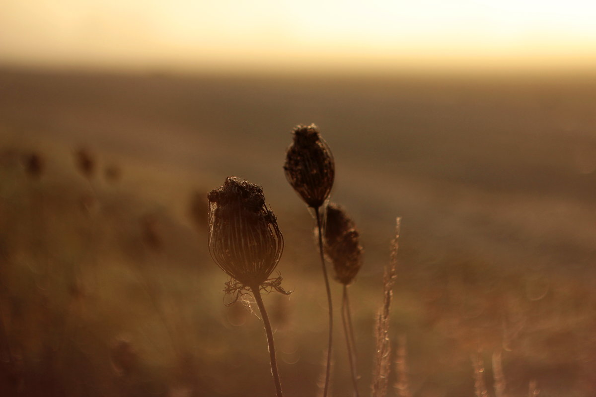 Early morning. - Veronika Vukolova