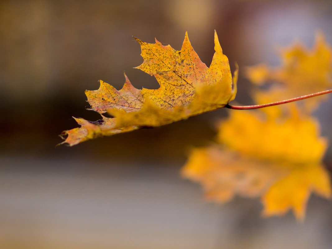 Воздушность осенних листьев - Алексей Соминский