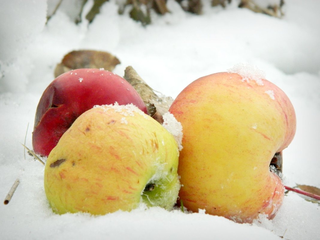 Яблоки на снегу - Ольга Исакова