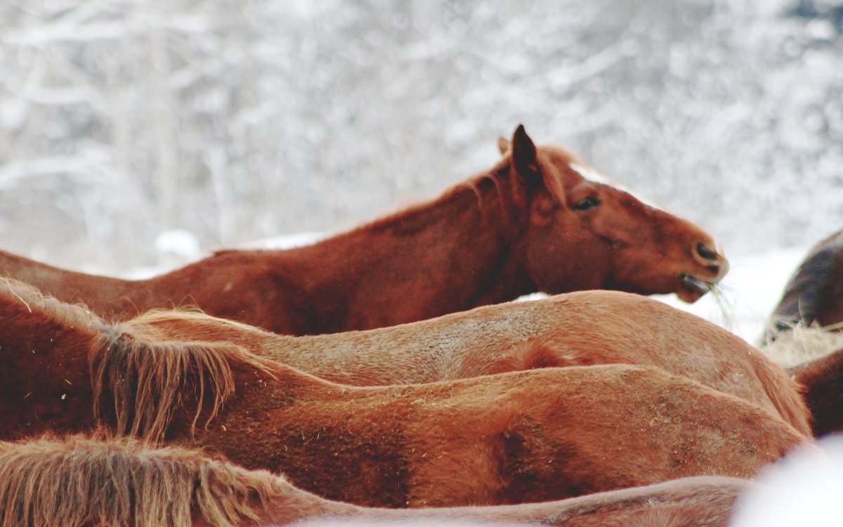 horse - Sasha Vlasova