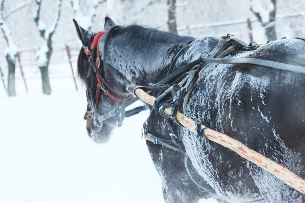 winter - Sasha Vlasova