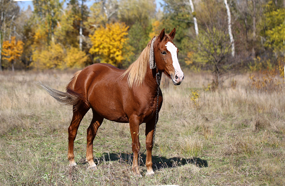 Рыжий конь - Нилла Шарафан