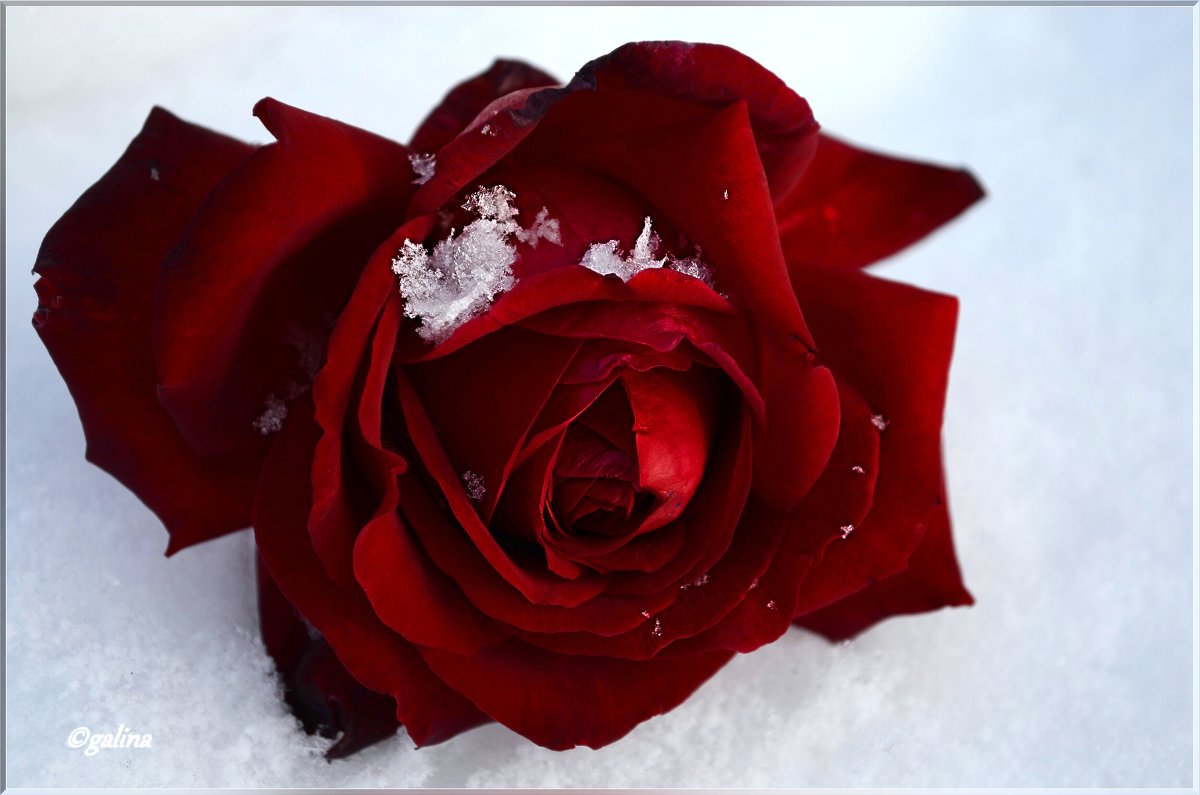 На снег упала  роза алая - galina tihonova