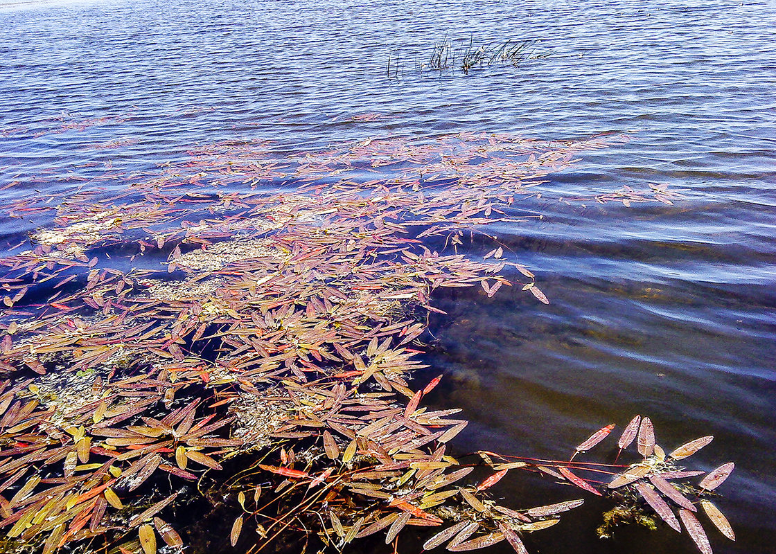 Водоросли - Светлана Воробьёва