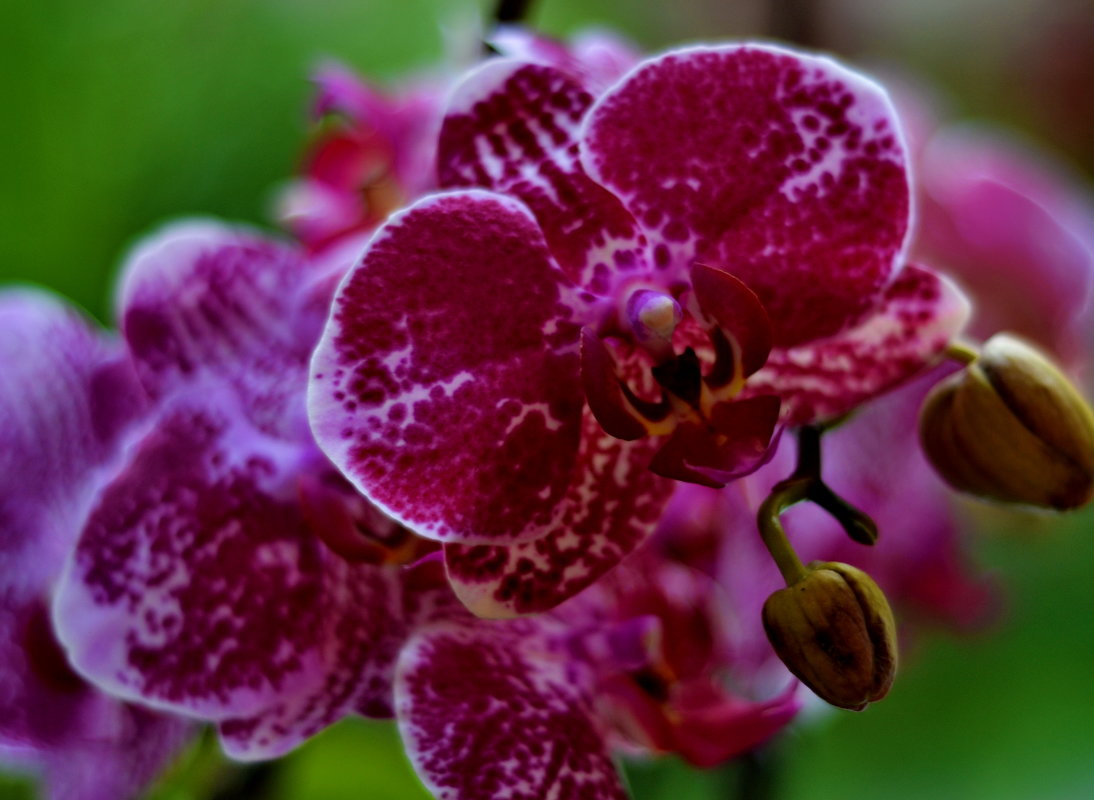 Орхидея - Евгения Сихова