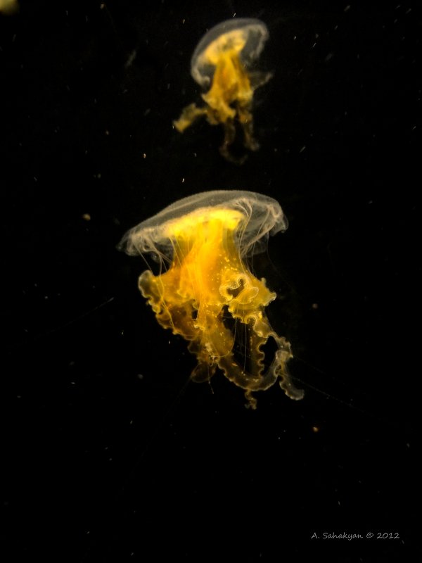 Медузы - Arman S