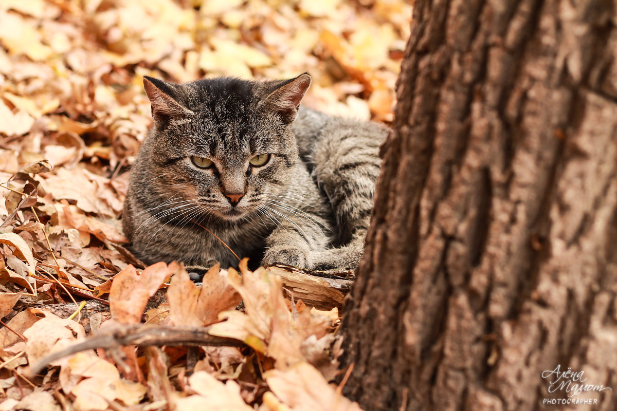 Лесной кот - Алёна Мамот