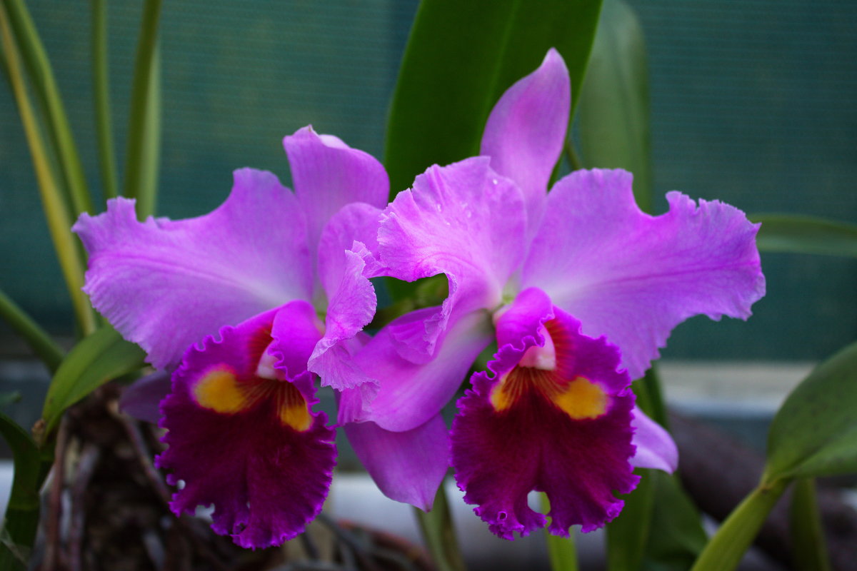 Две орхидеи - Наташа Рыбакова