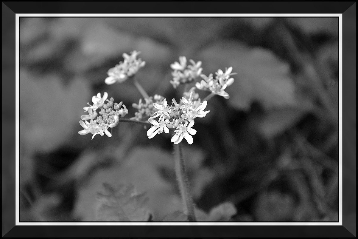 чб  flower - Nelly G