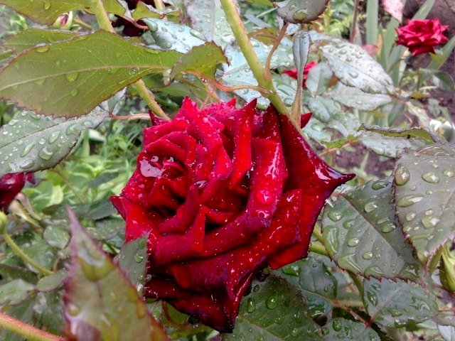 утренняя роза - sashikandr 