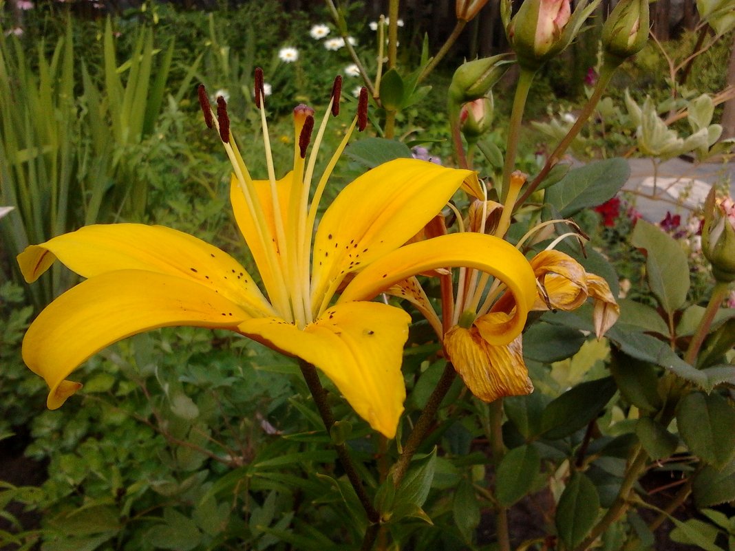 Желтая лилия - sashikandr 