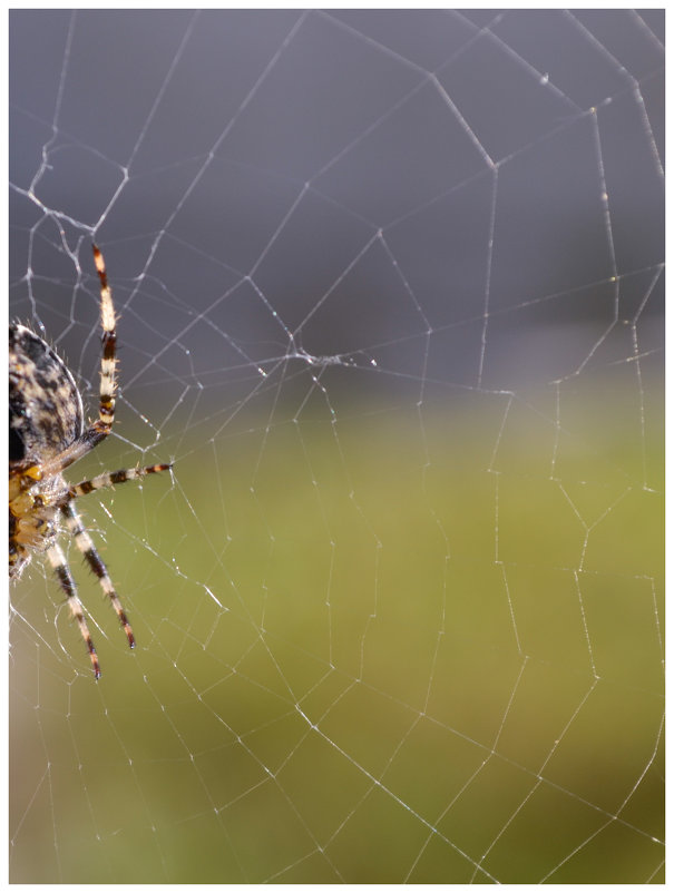 Spider 1/2 - Денис Снитко