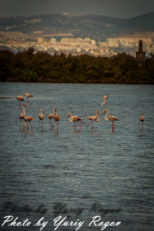 Flamingos - Yuriy Rogov