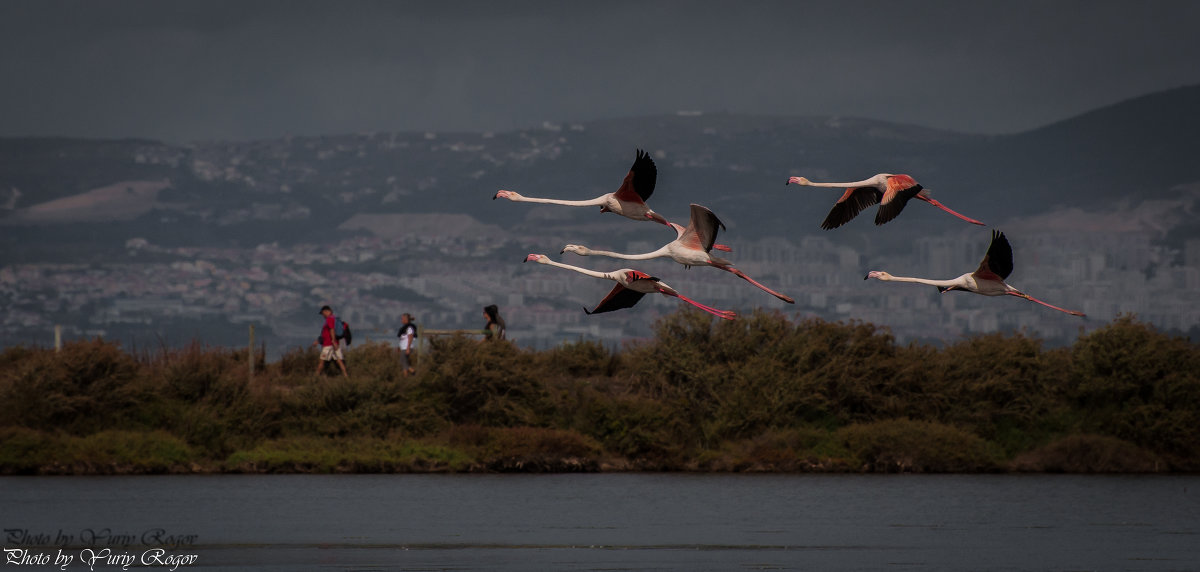 Flamingos - Yuriy Rogov