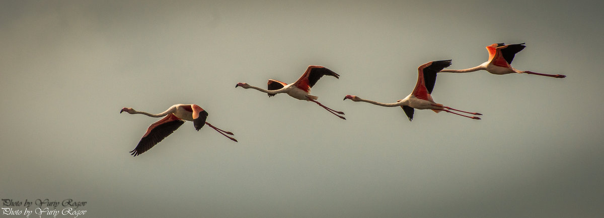 Flamingos - Yuriy Rogov