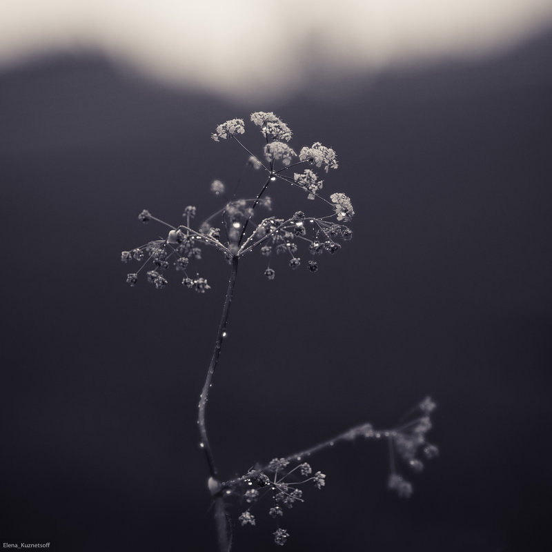 Черно-белые цветы - Elena Kuznetsova