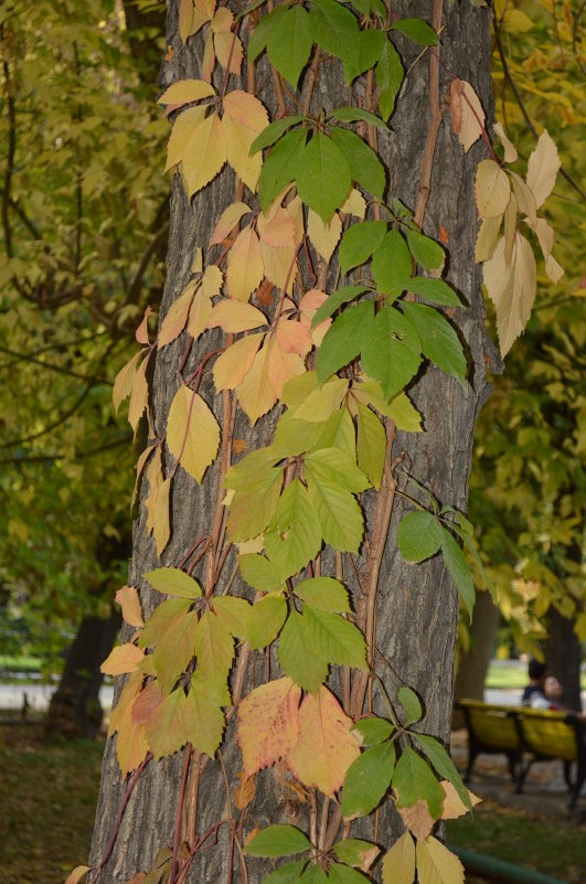 Autumn - Vana Harutyunyan