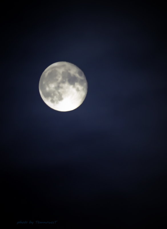Луна - Темновест Болотный