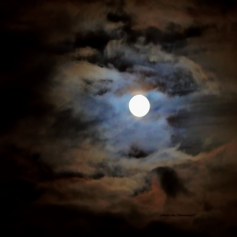 луна 3 - Темновест Болотный