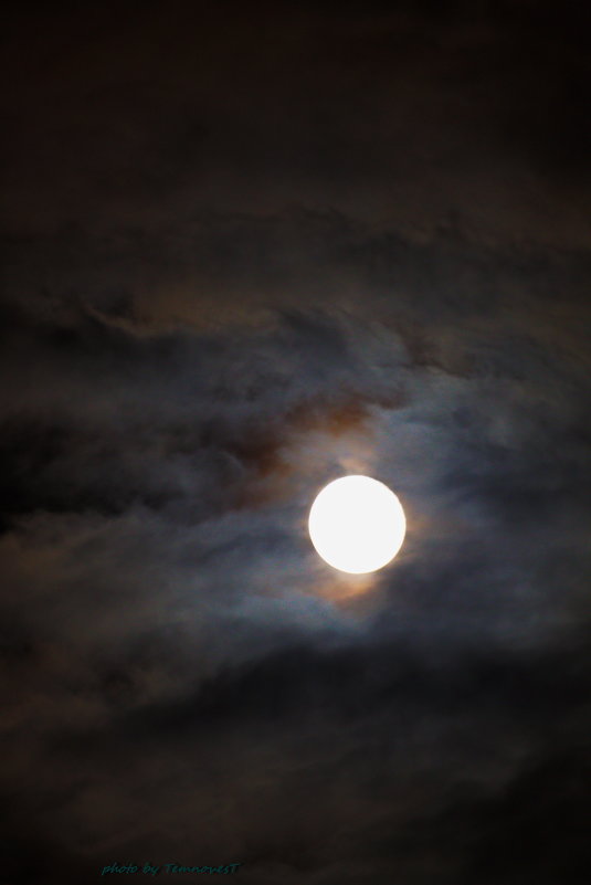 луна 2 - Темновест Болотный