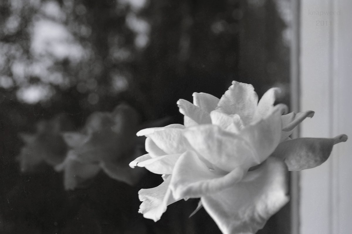 Розы у окна - Tanya Knapweed