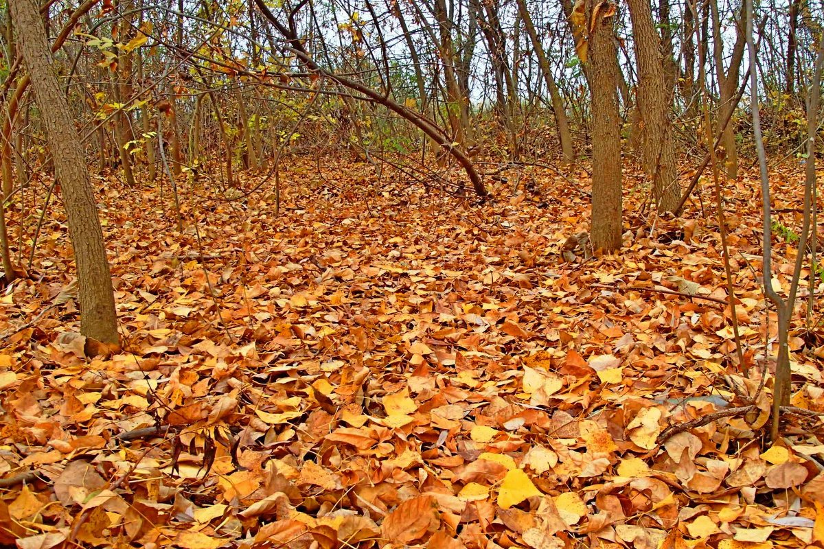 Осенние листья - НАДЕЖДА КУЖЕЛЕВА