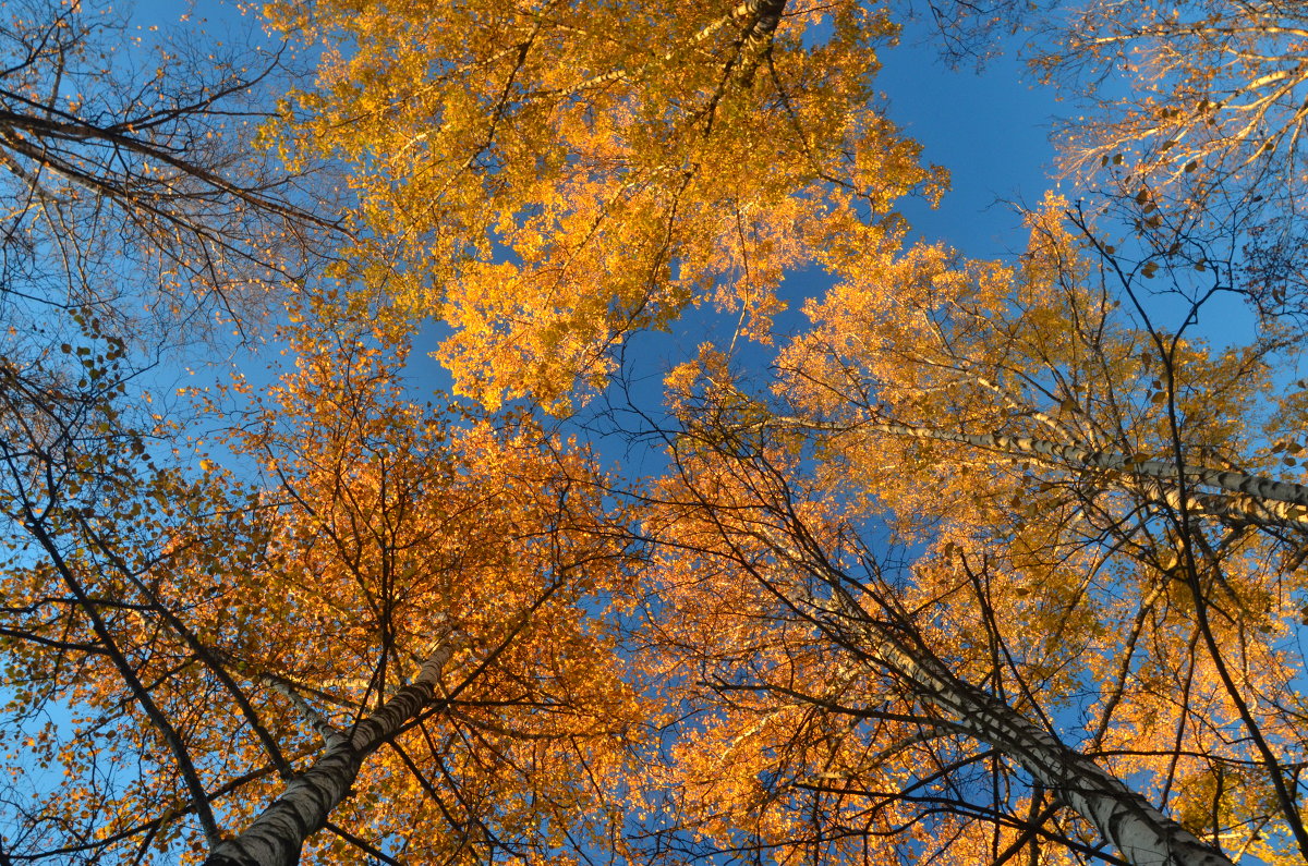 Деревья. Осенний калейдоскоп - Елена Данилина