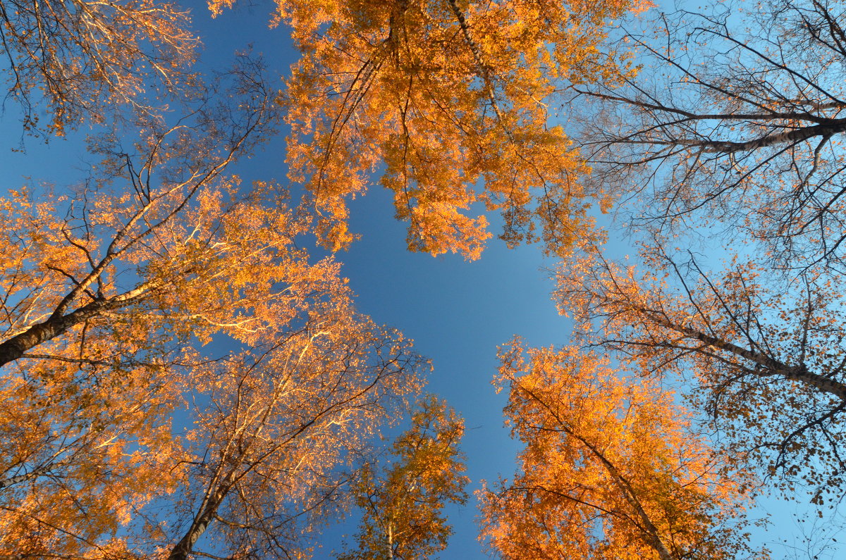 Деревья.Осенний калейдоскоп - Елена Данилина
