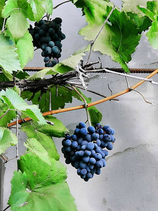 Кисти синего винограда - Александр Бурилов