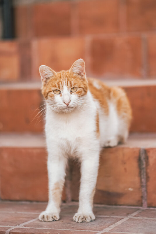 кот - Алексей Сафонов