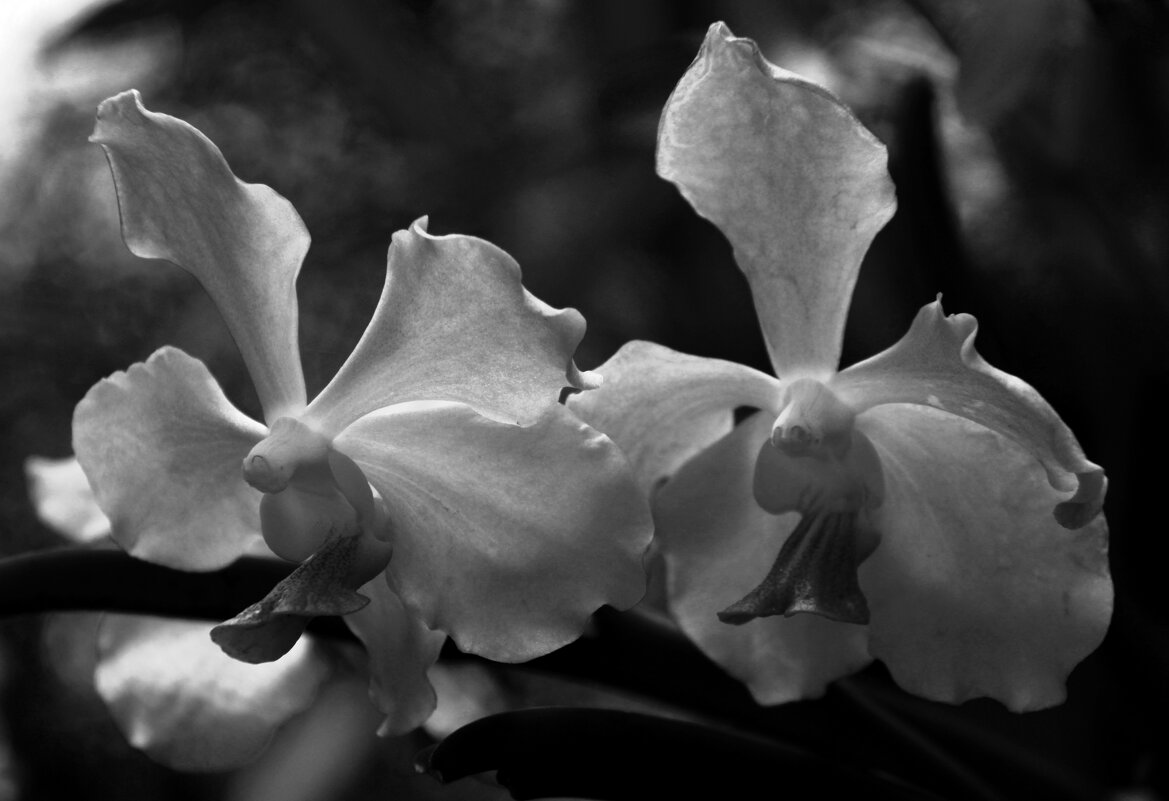 ЧБ орхидея - Любовь 