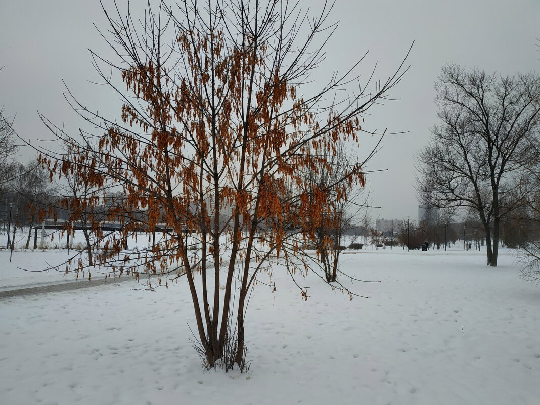 Умеренно цветной декабрь - Андрей Лукьянов