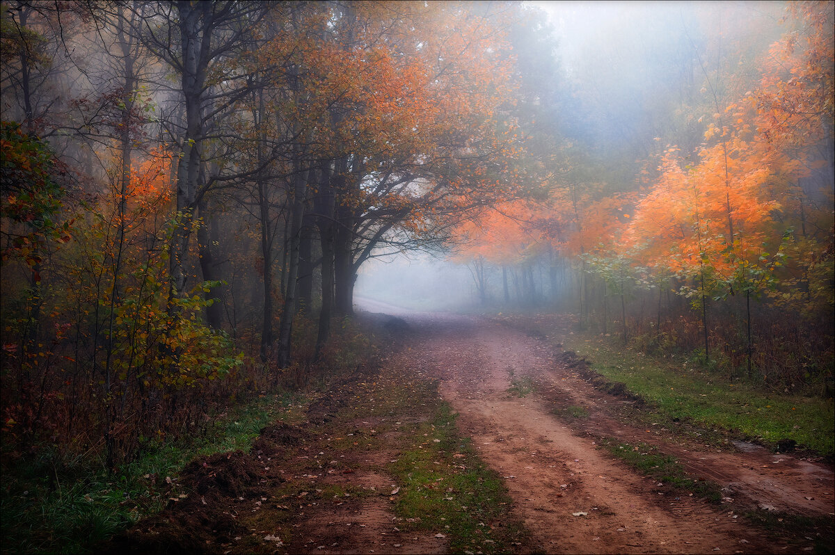 Деревья в тумане - Сергей Шабуневич